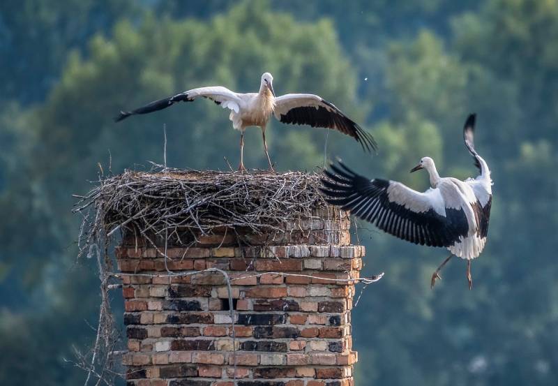 Professional Chimney Animal Removal Services in Shirley, Massachusetts