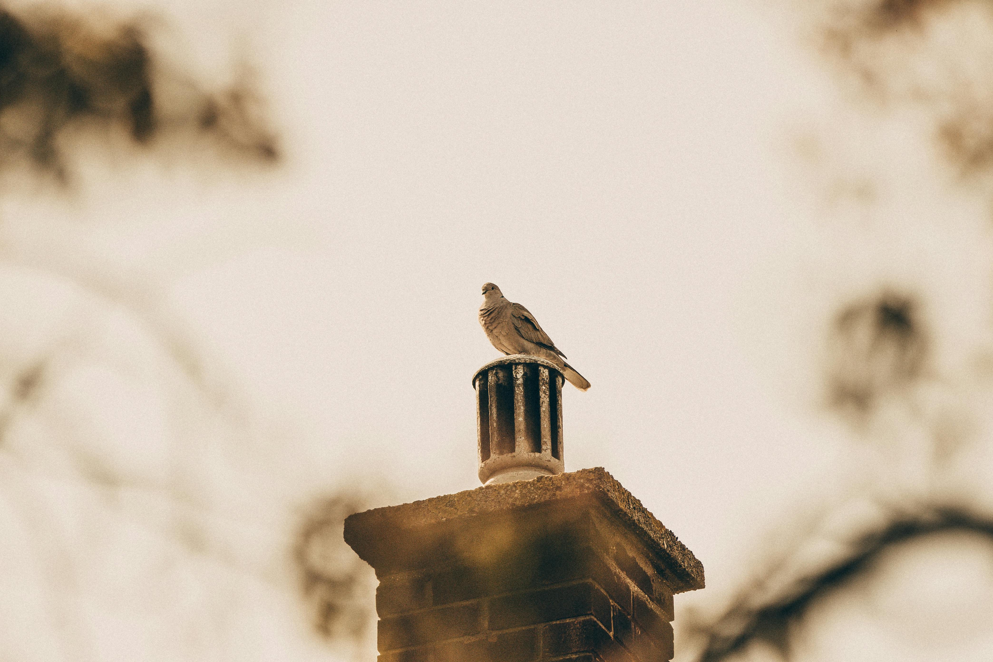 Quality Chimney Caps and Dampers Installation in Shirley, MA Professional Chimney Cap and Damper In Shirley Massachusetts